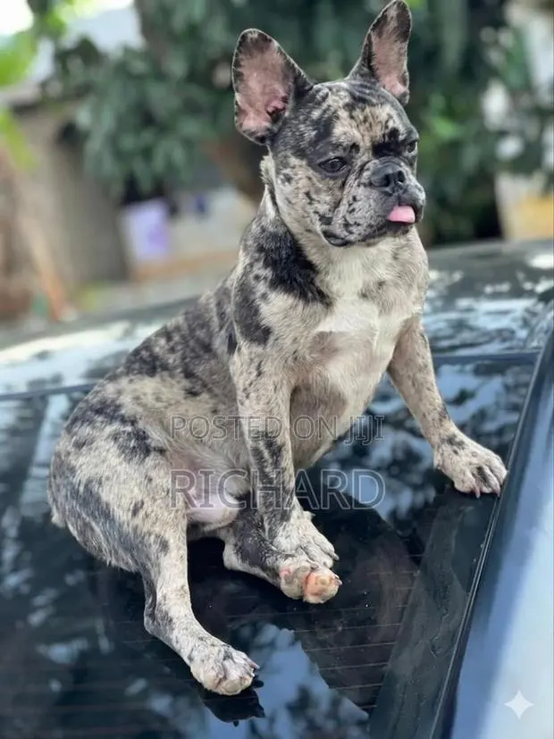 1+ year Male Purebred French Bulldog · Photo 1