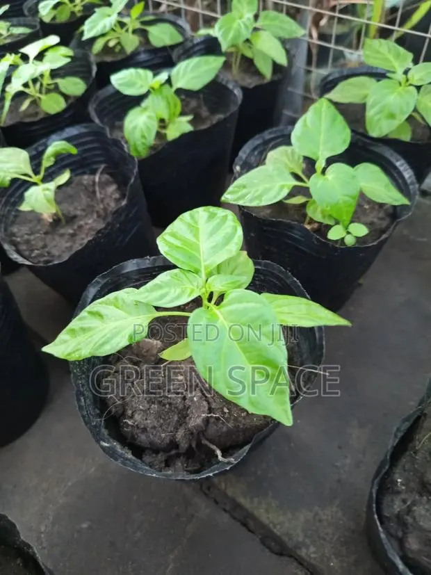 Habanero Pepper Red Seedlings · Photo 1