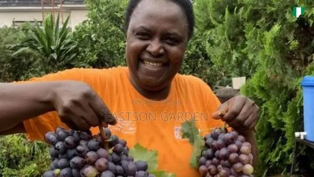 Jumbo Hybrid Grapes · Photo 4