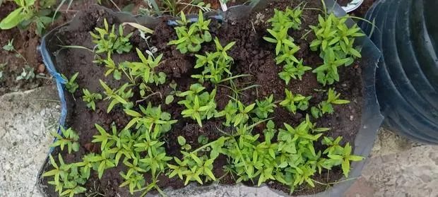 Pomegranate Seedlings · Photo 1