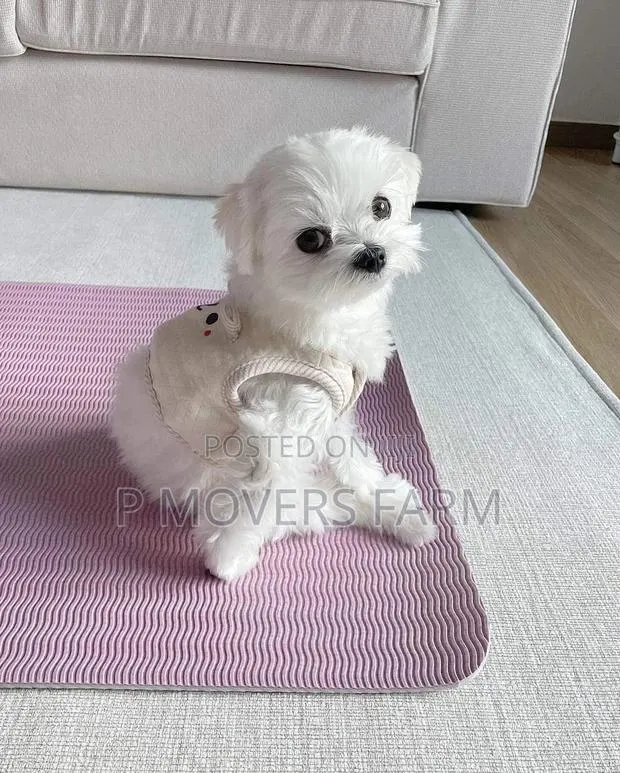 1-3 months Male Purebred Maltese · Photo 1