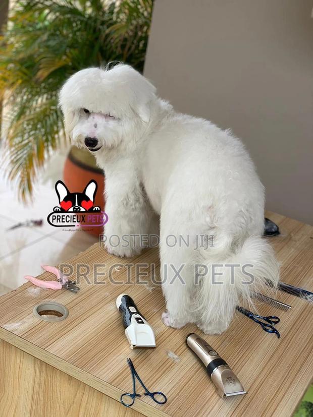 Miniatures Poodle Grooming Service · Photo 1