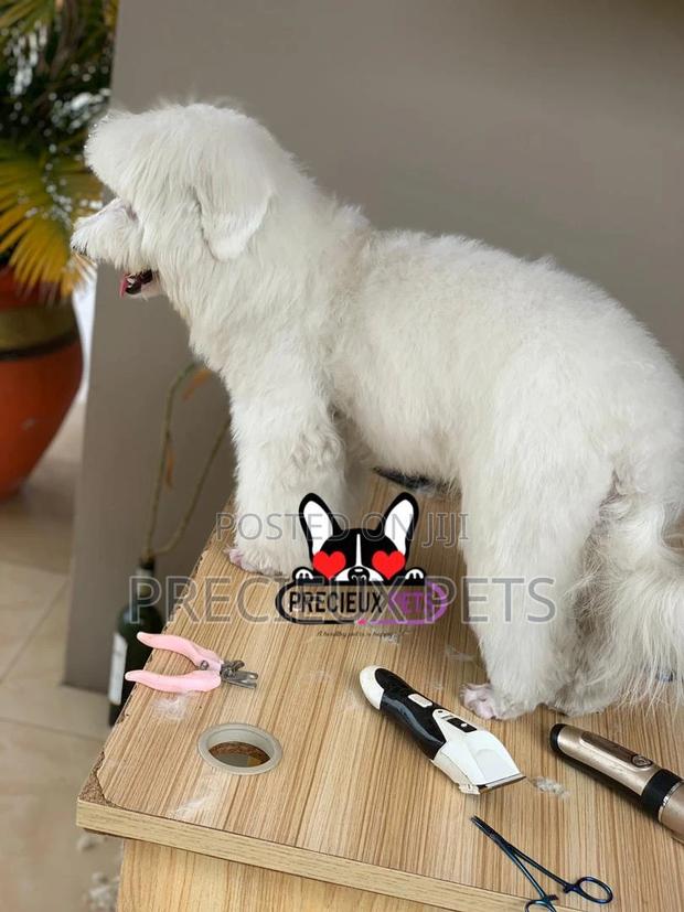 Miniatures Poodle Grooming Service · Photo 3