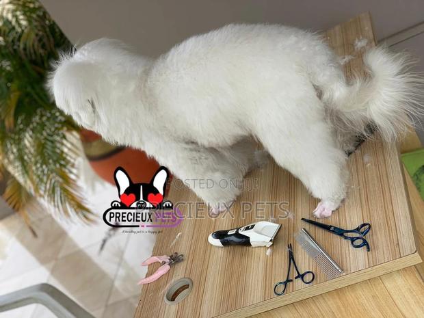 Miniatures Poodle Grooming Service · Photo 5