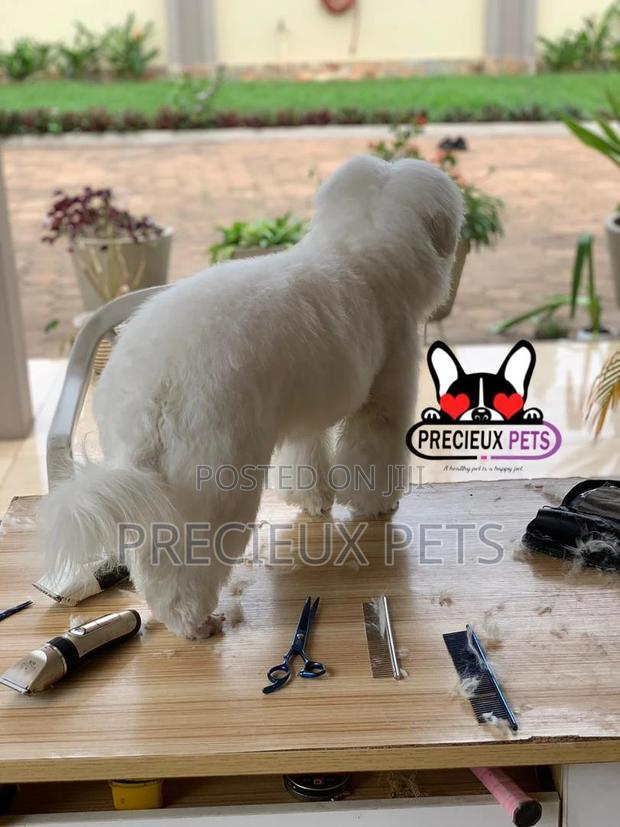 Miniatures Poodle Grooming Service · Photo 4