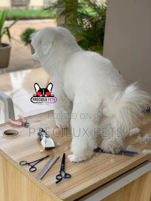 Miniatures Poodle Grooming Service · Photo 7