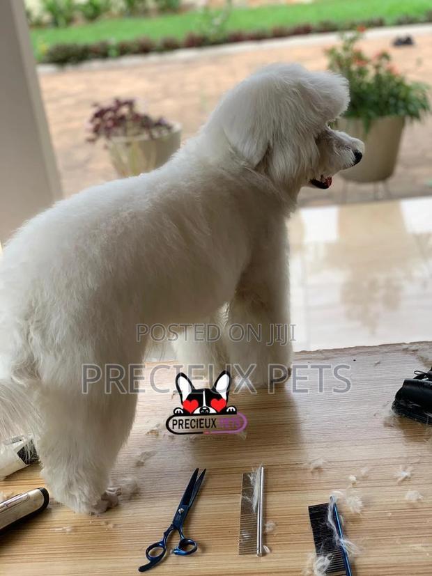 Miniatures Poodle Grooming Service · Photo 8
