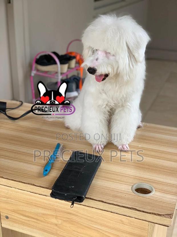 Miniatures Poodle Grooming Service · Photo 6