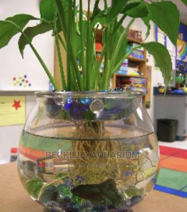 Package Betta Fish Bowl · Photo 1