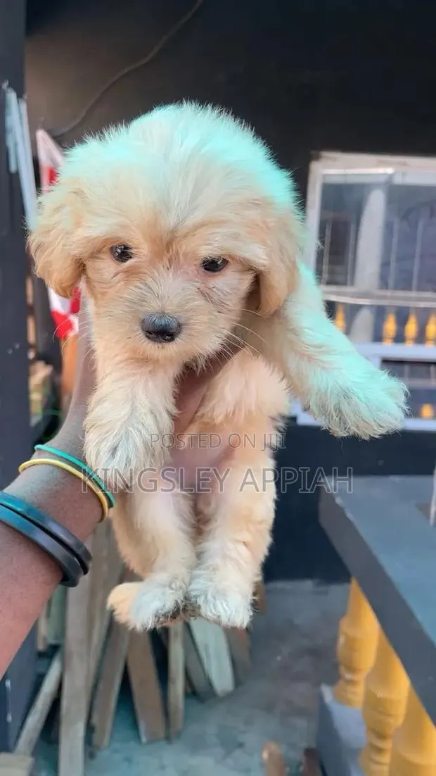 1-3 months Female Purebred Poodle · Photo 1