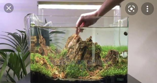 Package Aquariums · Photo 4