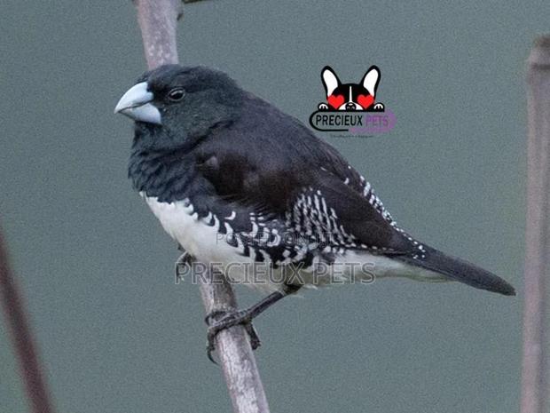 Black and White Manniki Finch Bird