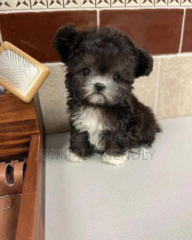 1-3 months Male Purebred Poodle · Photo 1