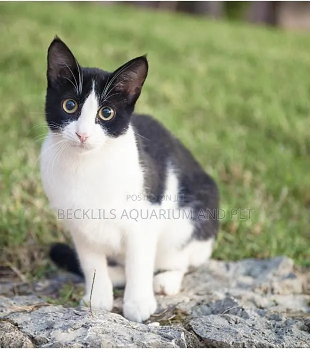 1-3 months Male Mixed Breed Cat · Photo 1