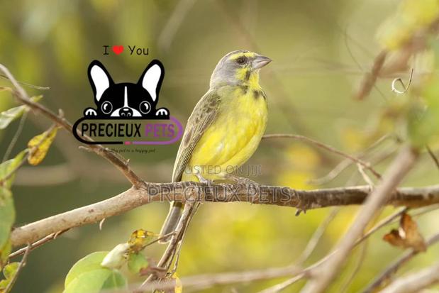 African Canary Birds · Photo 3