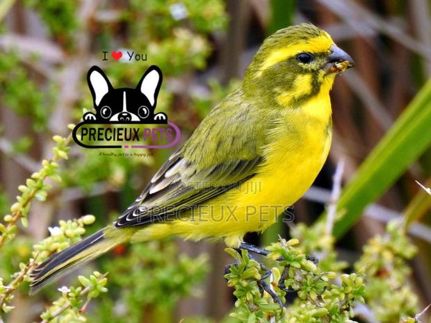 African Canary Birds · Photo 2