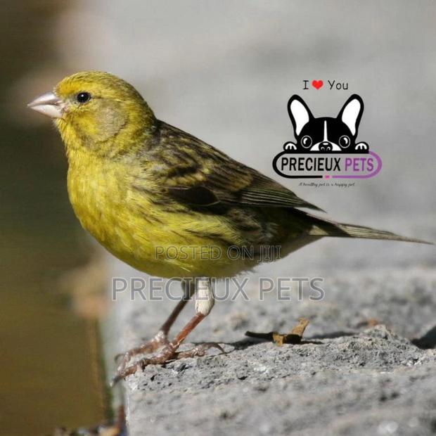 African Canary Birds · Photo 5