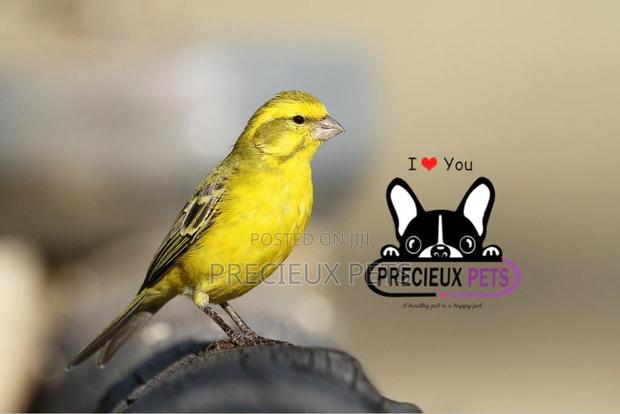 African Canary Birds · Photo 4