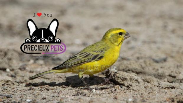 African Canary Birds · Photo 6