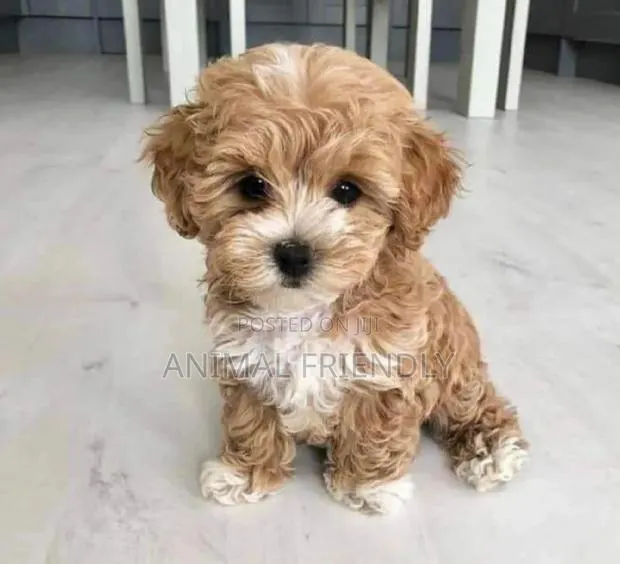 1-3 months Male Purebred Poodle · Photo 1