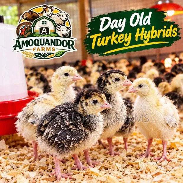 Day Old Hybrid Turkey Poults for Sale! · Photo 1