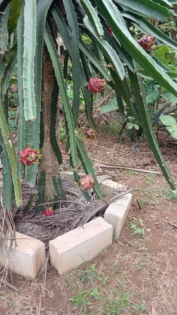 Dragon Fruit Cuttings for Planting · Photo 1