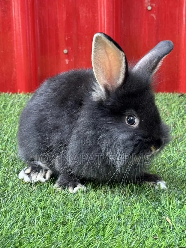 Pet Rabbits · Photo 2