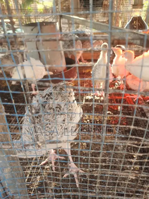 2 Months Old Turkeys · Photo 1