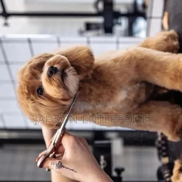 Pet Grooming Services · Photo 3