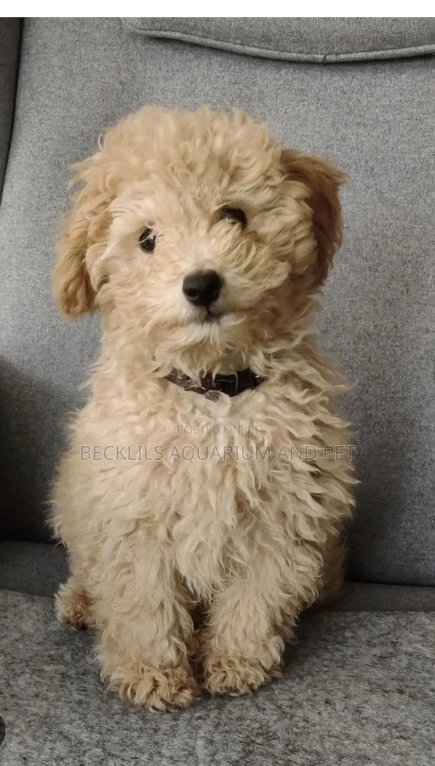 1-3 months Male Purebred Poodle · Photo 1