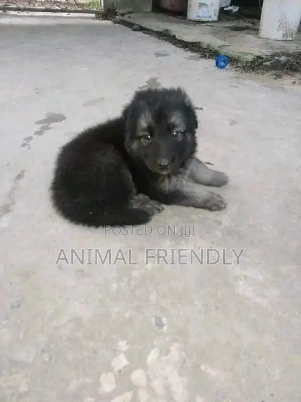 1-3 months Female Purebred Caucasian Shepherd · Photo 1