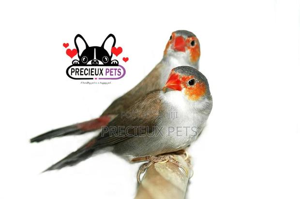 Orange Cheeked Waxbill Bird · Photo 2