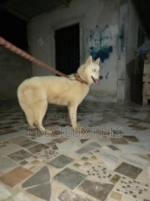 Stud Services/Mating/ Crossing for Siberian Husky · Photo 5