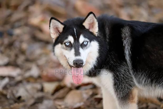 Stud Services/Mating/ Crossing for Siberian Husky · Photo 3