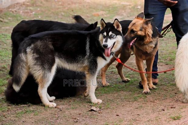 Stud Services/Mating/ Crossing for Siberian Husky · Photo 1