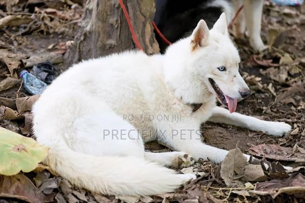 Stud Services/Mating/ Crossing for Siberian Husky · Photo 2