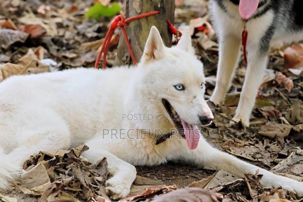Stud Services/Mating/ Crossing for Siberian Husky · Photo 4