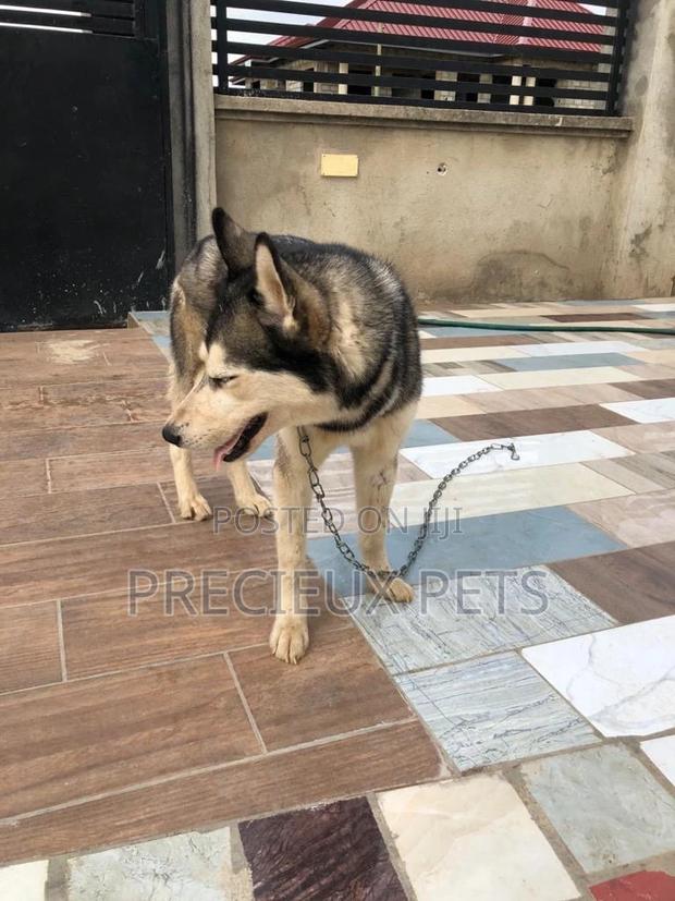 Stud Services/Mating/ Crossing for Siberian Husky · Photo 7