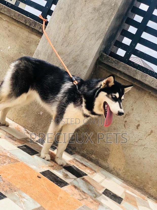 Stud Services/Mating/ Crossing for Siberian Husky · Photo 8