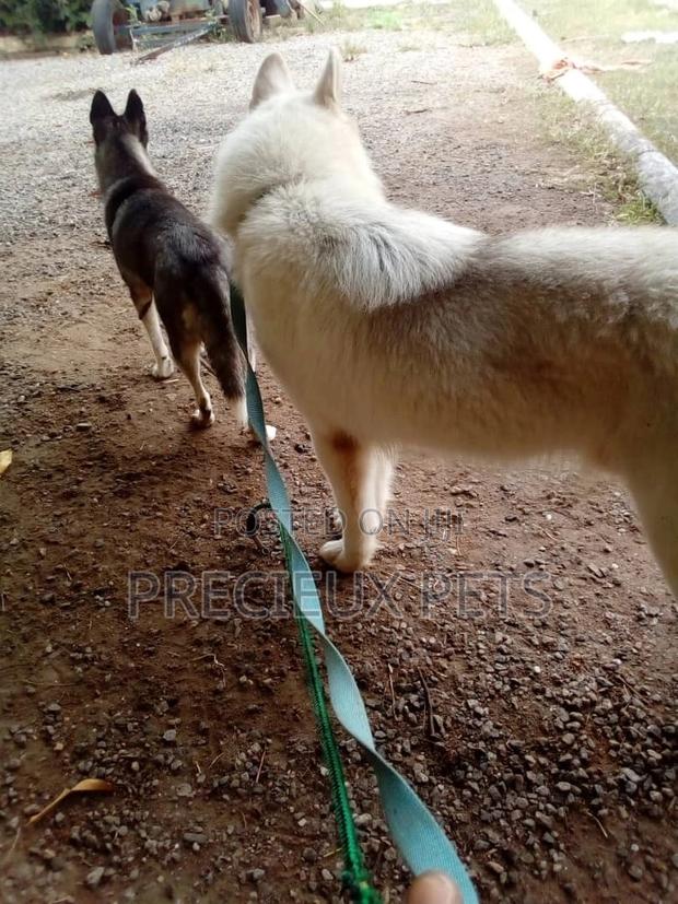 Stud Services/Mating/ Crossing for Siberian Husky · Photo 6