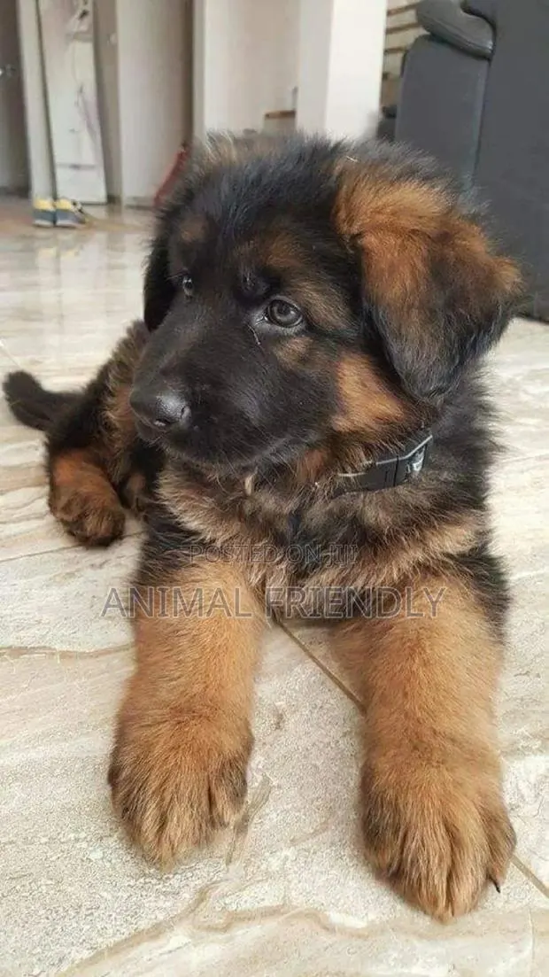 1-3 months Male Purebred German Shepherd · Photo 1