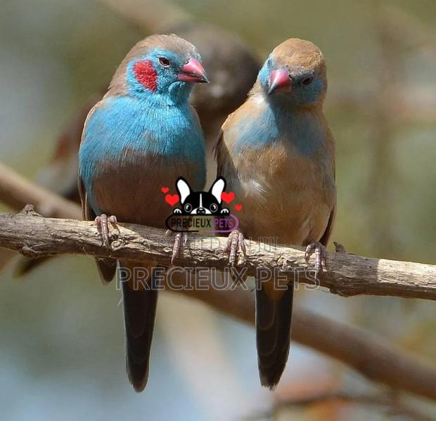 Red-Cheeked Cordon-Bleu
Birds · Photo 2