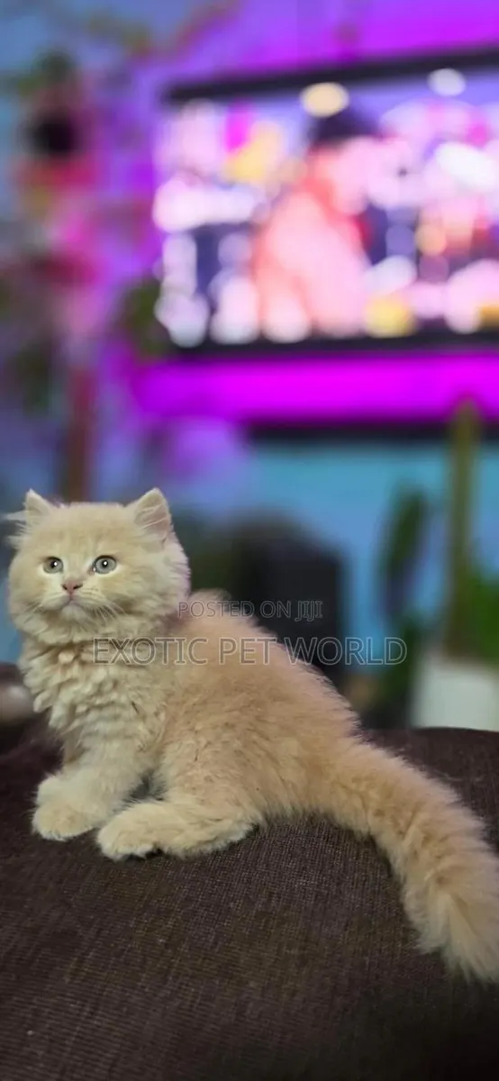 1-3 months Male Purebred Persian · Photo 1