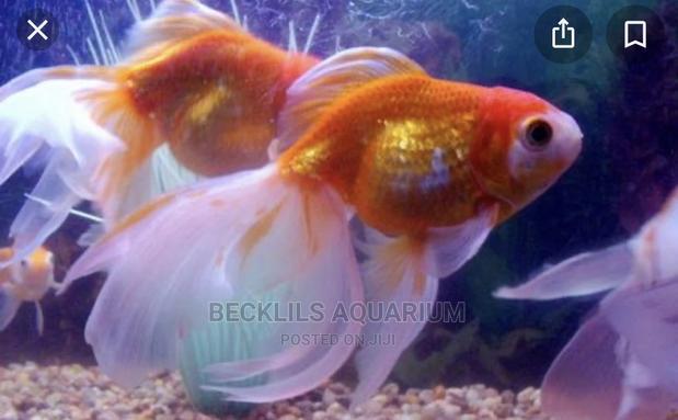 Gold Fishes and Koi · Photo 1