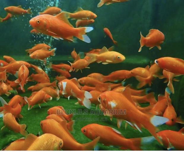 Gold Fishes and Koi · Photo 2
