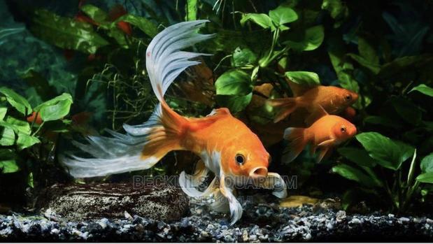 Gold Fishes and Koi’S · Photo 4