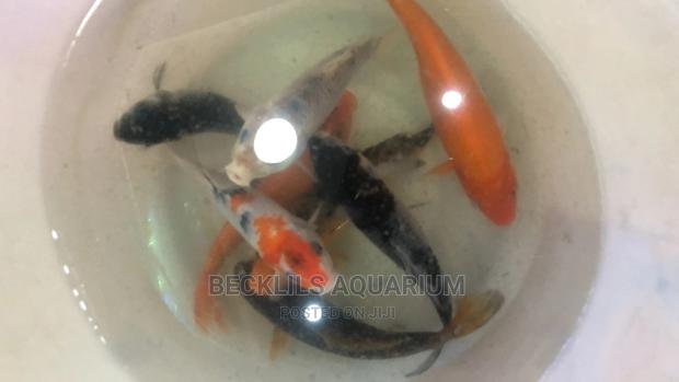 Gold Fishes and Koi’S · Photo 2