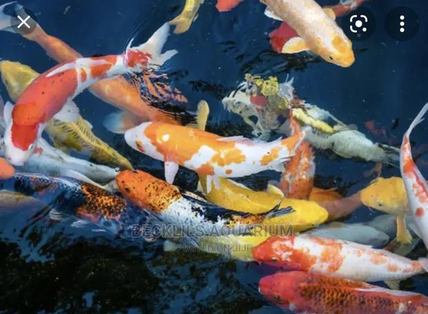 Gold Fishes and Koi’S · Photo 1