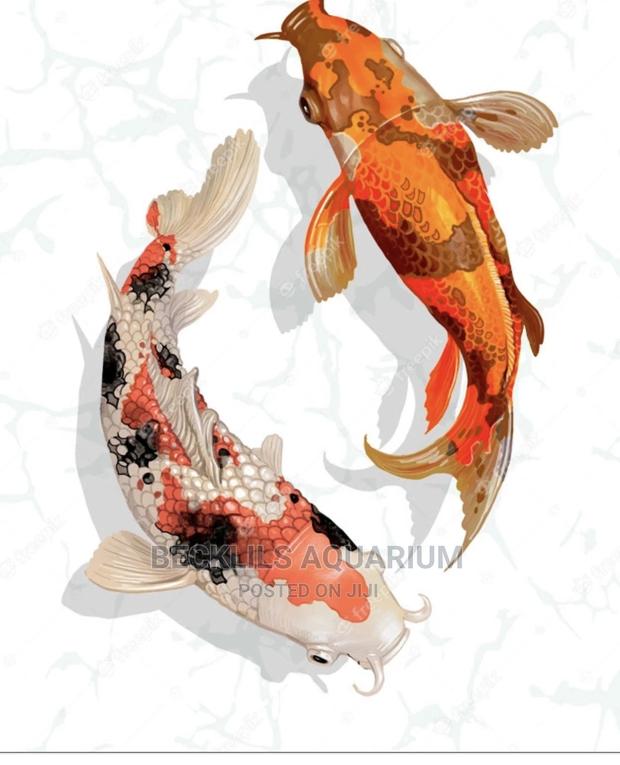 Gold Fishes and Koi’S · Photo 3