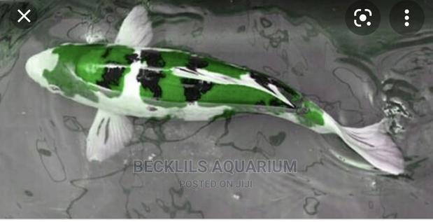 Koi Fishes · Photo 3